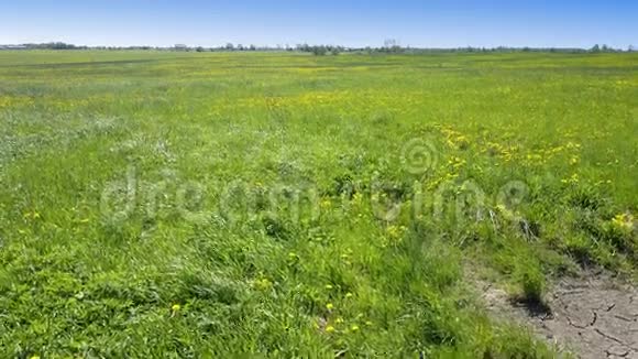 在阳光明媚的日子里空气在盛开的黄色蒲公英的田野里看着视频的预览图