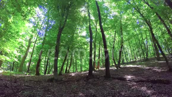 有角梁和橡树的森林细节视频的预览图