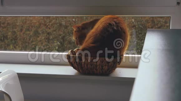 猫坐在窗户旁边的一个小柳条篮子里视频的预览图