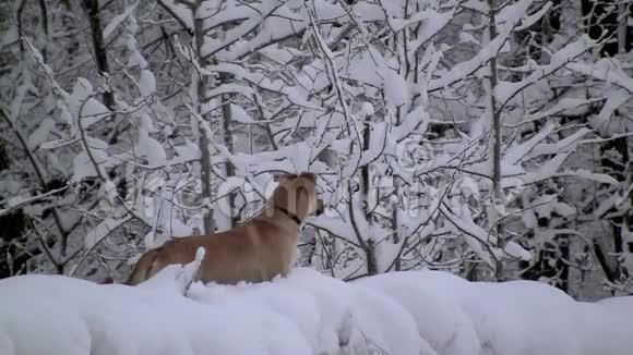 冬天森林里的黄狗地面和树木覆盖着雪视频的预览图