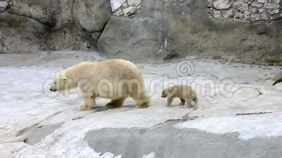 北极熊和熊座的肖像视频的预览图
