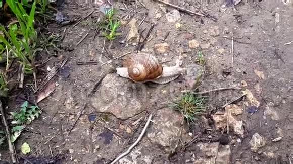 夏雨后蜗牛穿过马路视频的预览图