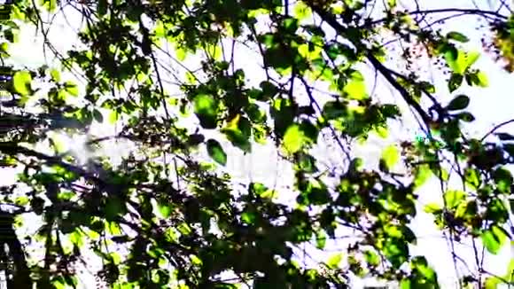 树在阳光下叶子视频的预览图