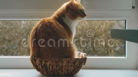 猫坐在窗户旁边的一个小柳条篮子里视频的预览图
