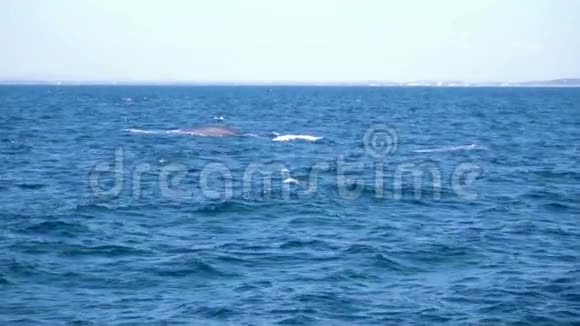 蓝鲸在慢动作中拍打尾巴视频的预览图