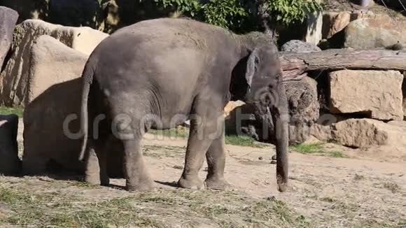 亚洲大象视频的预览图