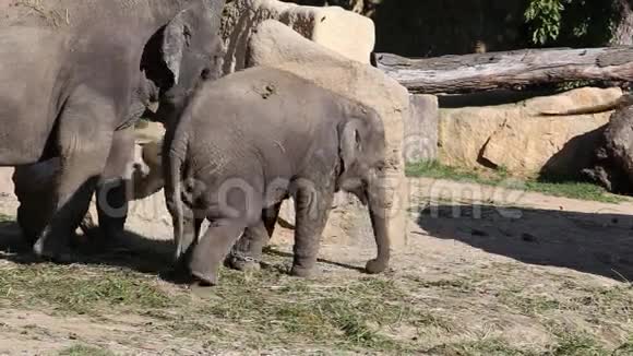 亚洲大象视频的预览图