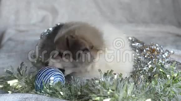 小狗玩圣诞装饰分散注意力环顾四周视频的预览图
