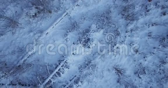 神圣的在立陶宛阳光明媚的早晨平稳的旋转着头飞过被雪覆盖的冬季森林4k视频的预览图