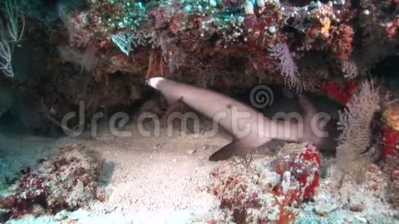 珊瑚礁白鲨背景彩色珊瑚水下马尔代夫海洋视频的预览图
