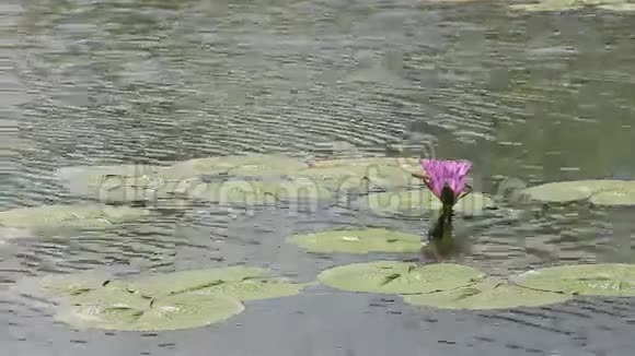 紫色莲花视频的预览图