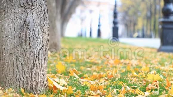 五彩缤纷的小巷在秋天的公园里有路灯树叶正在飘落慢动作视频的预览图