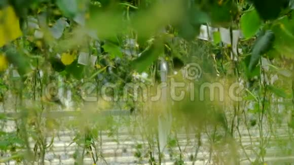 采用滴灌法在温室内种植黄瓜相机焦点的过渡视频的预览图