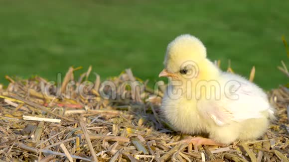 可爱的黄色小鸡坐在外面金色夏日阳光下的干草包上视频的预览图