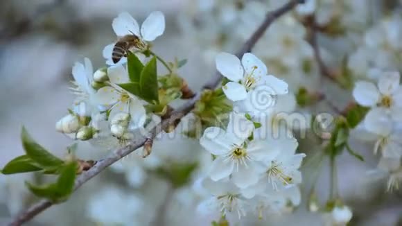 工作蜜蜂从开花的苹果树上采集花粉视频的预览图