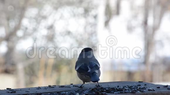 母牛雀从喂食者那里追逐小鸟视频的预览图