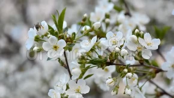 蜜蜂飞过春天花园里盛开的樱花树视频的预览图