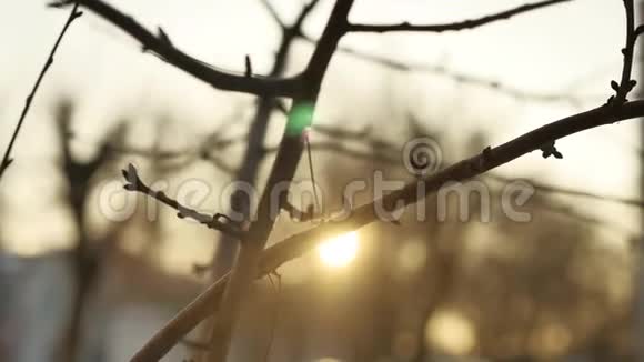 干燥的树枝树芽剪影阳光冬天室内自然视频的预览图