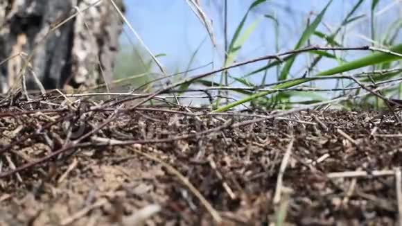 蚁穴里的蚂蚁冬眠后它们过着自己的生活视频的预览图