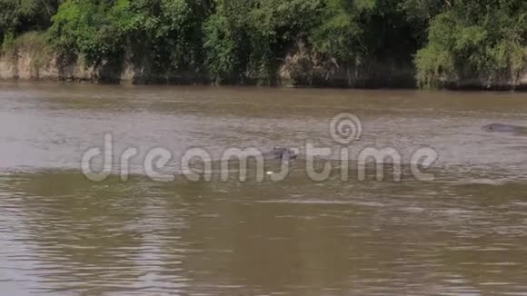 躺在马拉河水中的河马群视频的预览图