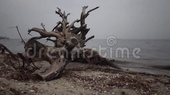 一棵大树死在沙滩上阴天视频的预览图