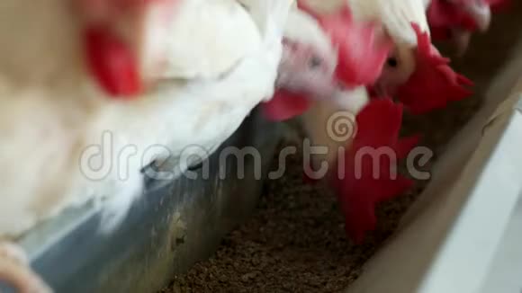 家禽养殖场用于饲养鸡和蛋鸡啄饲料特写混合饲料视频的预览图
