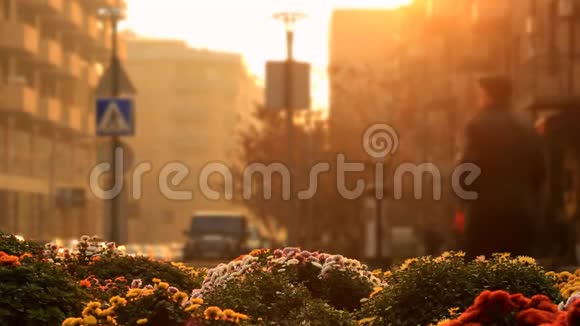 五彩缤纷的花朵在模糊的城市景观背景下在金色的夕阳中漫步着人们视频的预览图