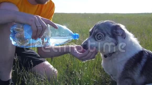 这条狗从人类的手中喝水视频的预览图