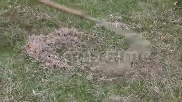 春季护理草坪人工用扇子耙草坪刮疤视频的预览图