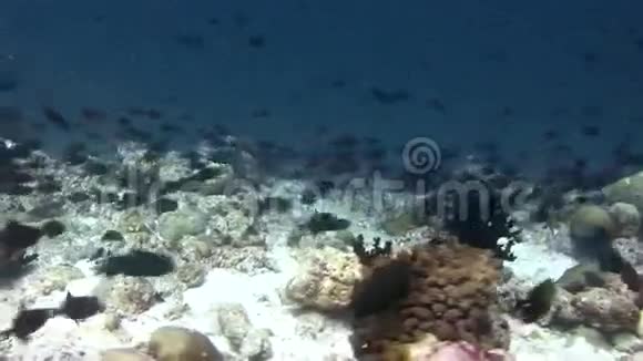 黑鱼在马尔代夫海洋水下背景珊瑚上的迁移视频的预览图