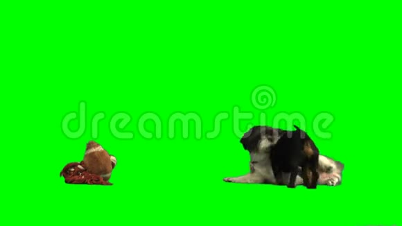 两只狗在绿屏上玩耍视频的预览图