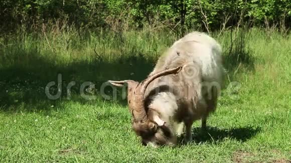 大角山羊在吃草视频的预览图