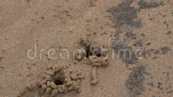 沙子里的螃蟹视频的预览图