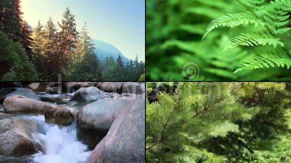 森林场景蒙太奇视频的预览图