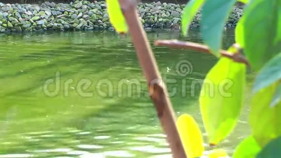 鸭子和绿色植物视频的预览图
