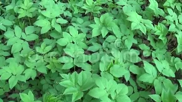 春天的豆荚草药用野生植物我们被淘汰了现场全景移镜头绿色的嫩叶视频的预览图