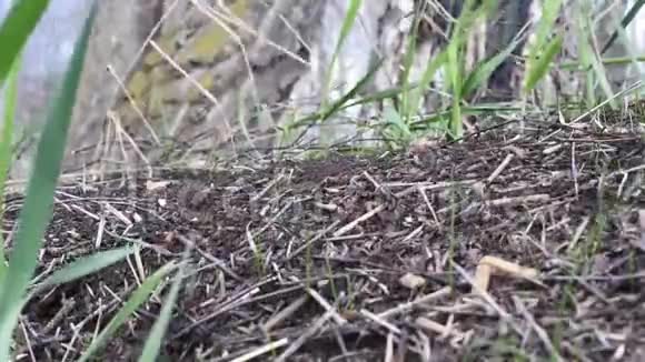 蚁穴里的蚂蚁冬眠后它们过着自己的生活视频的预览图