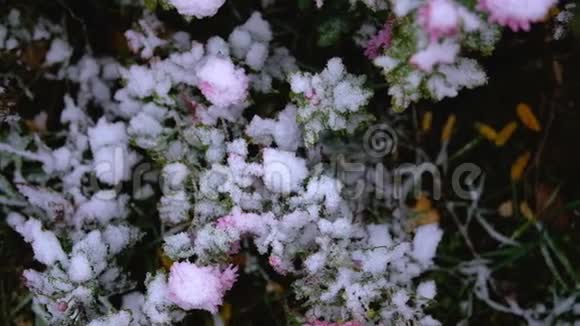 粉红色的菊花雪下有绿叶初雪秋春初冬动作缓慢视频的预览图