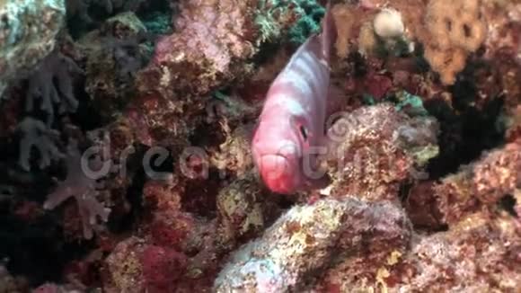 水下珊瑚中鲜艳的红色条纹鱼视频的预览图