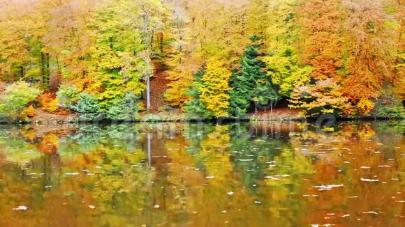 秋树倒映在林湖里视频的预览图