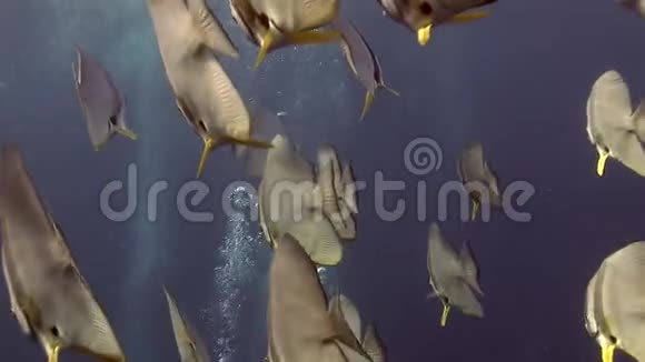 马尔代夫海底天使蝴蝶鱼学校视频的预览图
