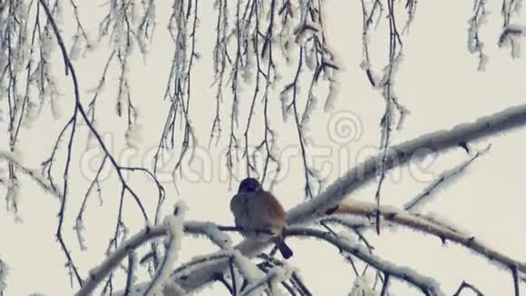 麻雀坐在白雪覆盖的树枝上视频的预览图