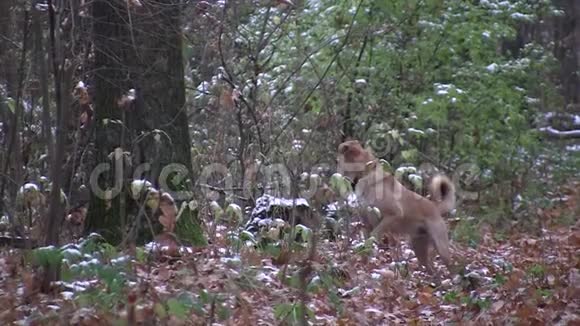 黄色的狗站在秋天的森林里在黄叶间视频的预览图