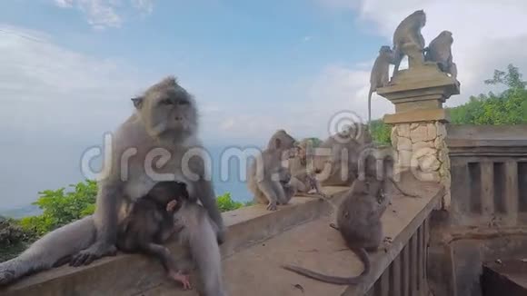 一群野生猴子一起躺在栏杆上后面有海和树前景中的大型猴妈妈视频的预览图