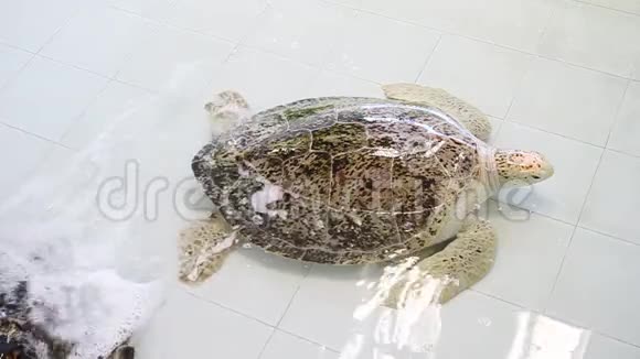 池塘里的海龟或夏洛尼亚蜜达斯视频的预览图