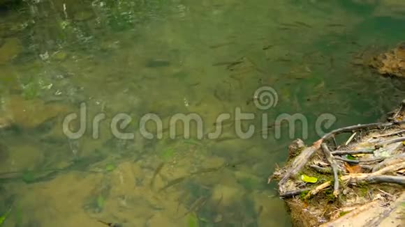这条鱼在热带雨林里的阳光下在一条小溪的浅溪里游泳视频的预览图