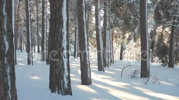 树干裸露的树木寒冷的一天在雪的冬天底部看森林日落在美丽的景观中阳光冬天视频的预览图