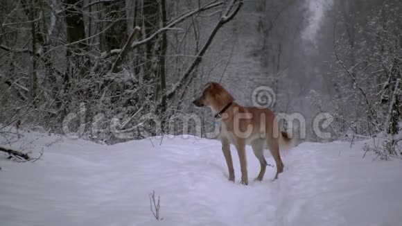 黄狗站在冬林里视频的预览图