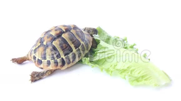乌龟吃沙拉视频的预览图