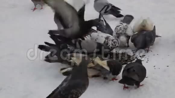 冬天城市的饥饿鸽子城市白雪上的鸽子慢动作视频的预览图